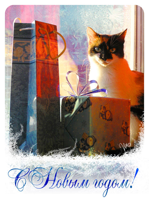 Новогодний КОТОВТОРНИК!