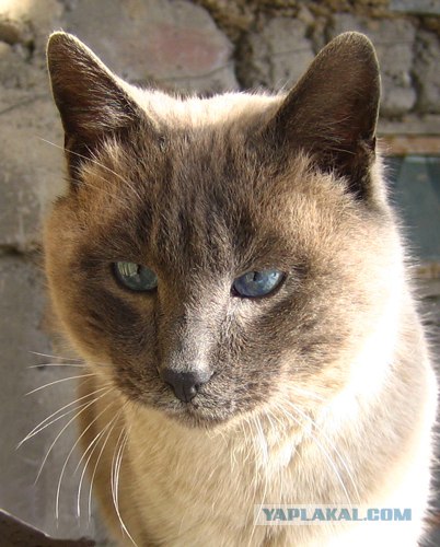 Котовторник на ферме (65 фот)