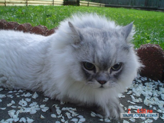 Котосреда (06.05.2009)