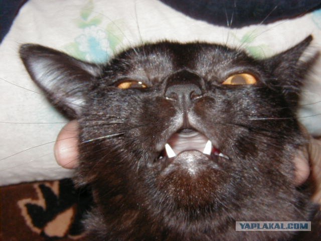 Котовторник на 04.08.2009