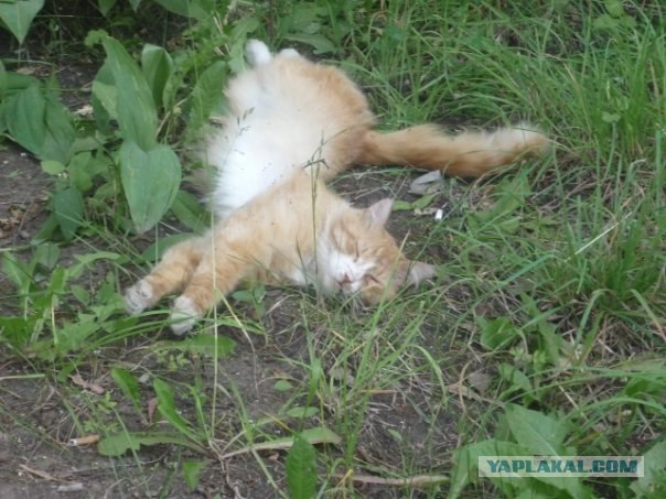 Котовторник на 22 июня