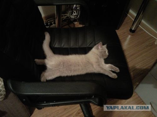 Первый котовторник июля