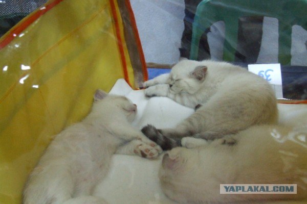 Котовторник (начало в супермаркете!)