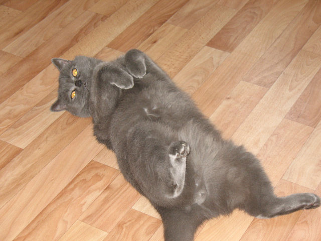 Котовторник (31.01.2012)
