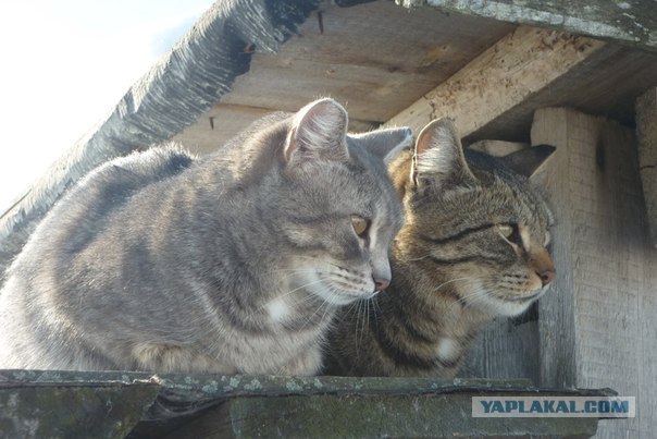 Котовторник (21.02.2012)