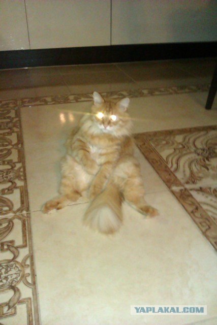 Котовторник  от 3.04.2012