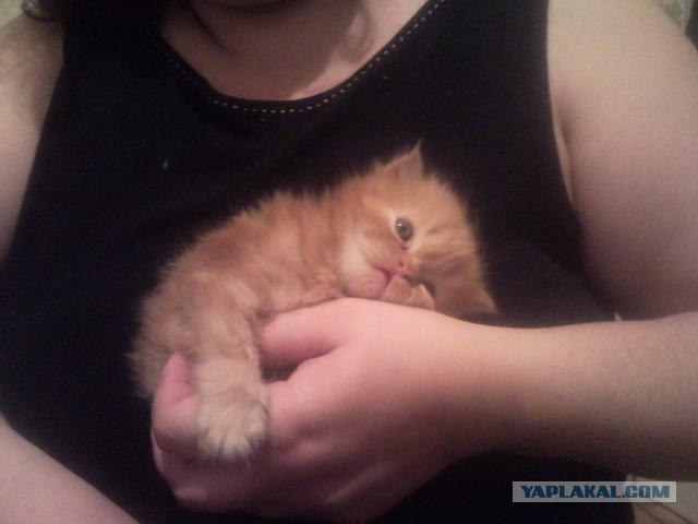 Котовторник 8 мая 2012