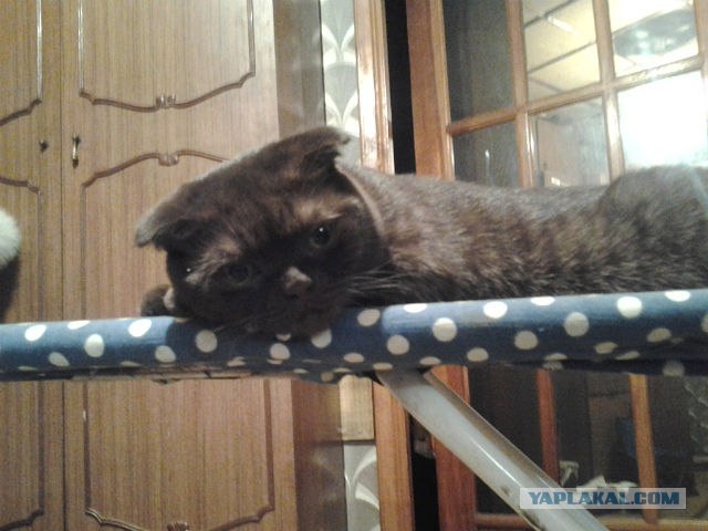 Котовторник 29.05.2012