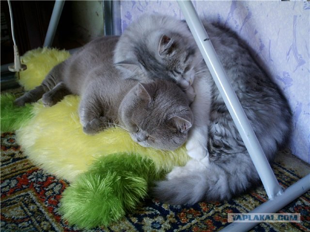 Собакочетверг 12.07.2012