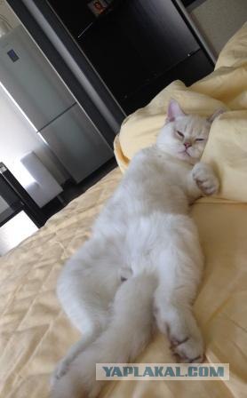 Котовторник  14.08.2012.