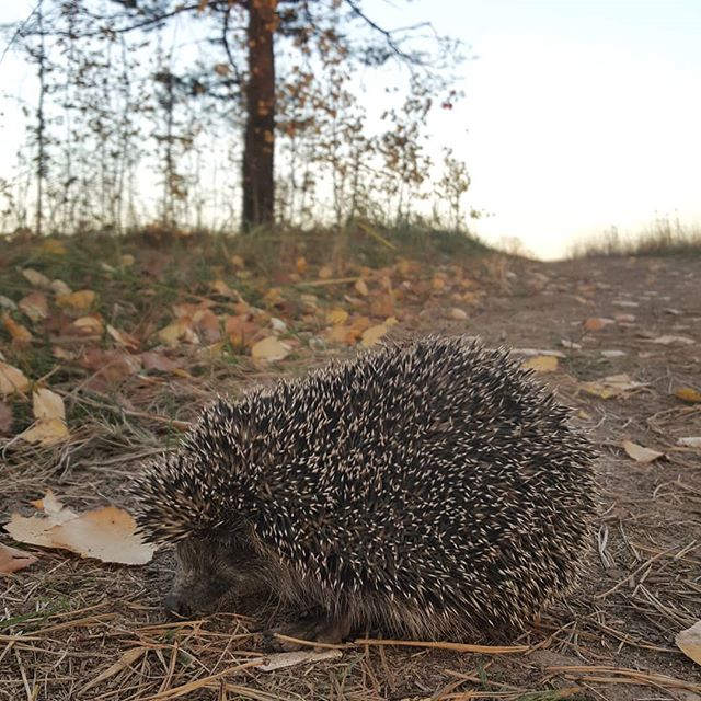 Живность из сети