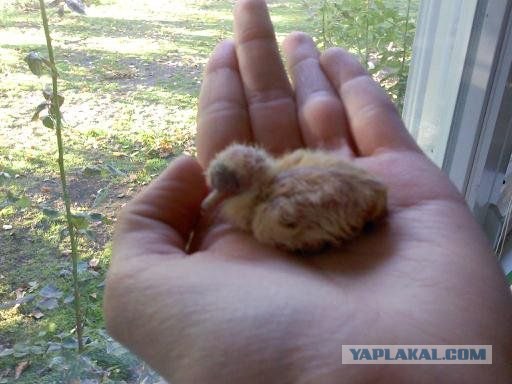 Как растут голуби