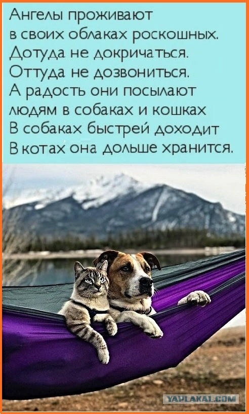 Жизнь домашнего приюта "Котоленд" 203