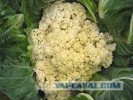 Социальная реклама (4 шт.)