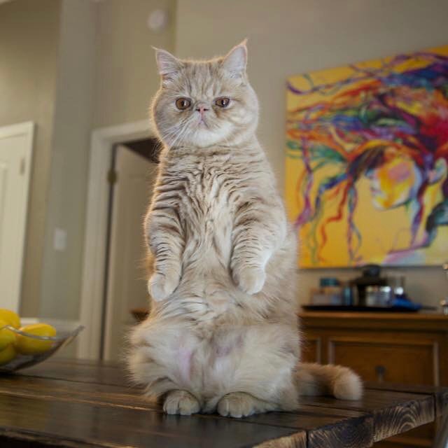 Коты из сети