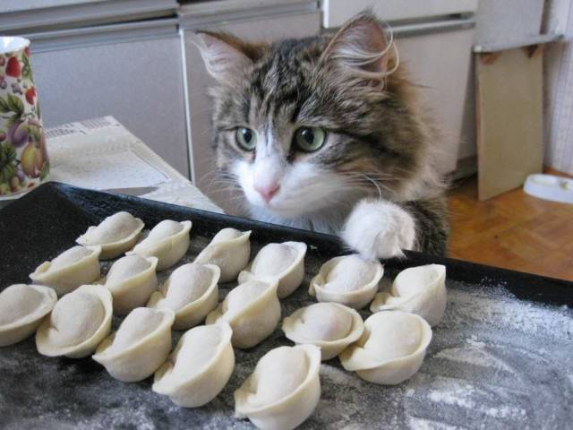 Чуток картинок не про вирус  25.0  Коты, кошки и их рабы