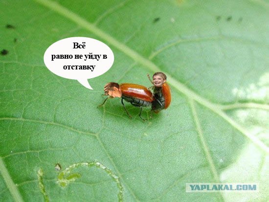 Он как бы нам машет?