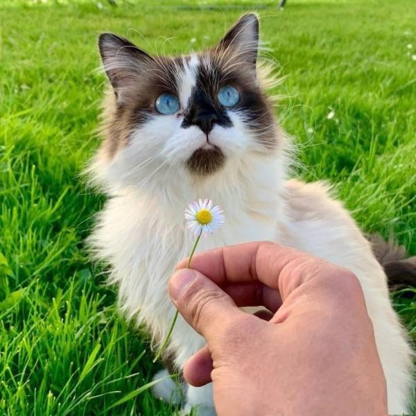 Коты они такие