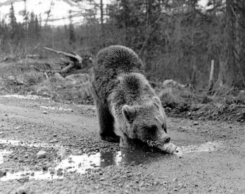А это вообще нормально там, снимать жрущих медведей с расстояния в три метра?