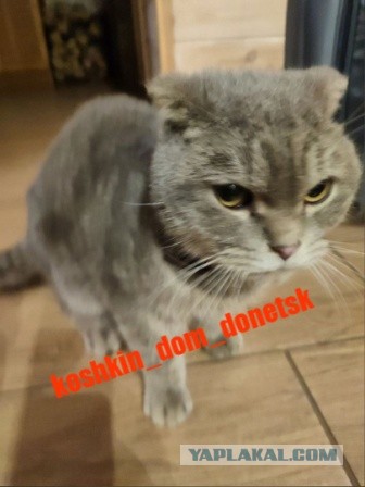 Мариупольские котики экстренно ищут дом