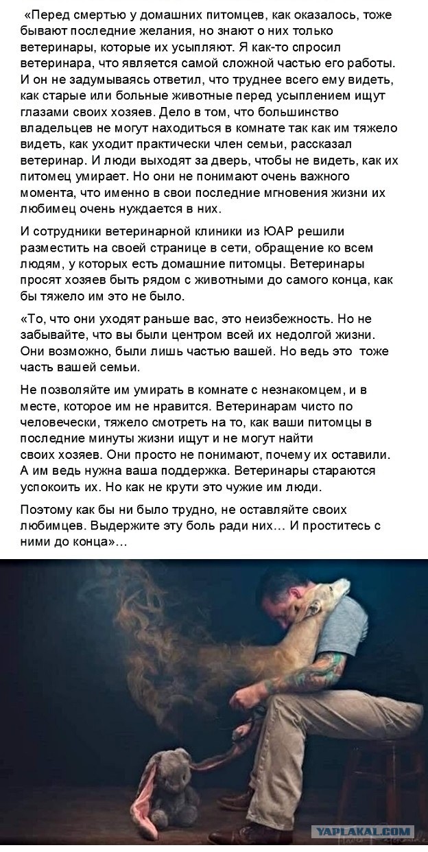Когда стареет твоя собака...