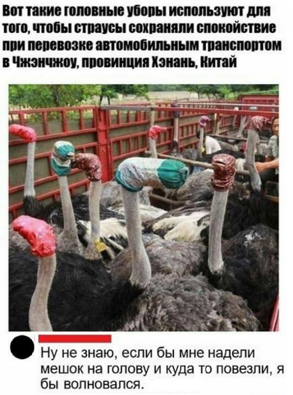 Что за пятница без баянов?