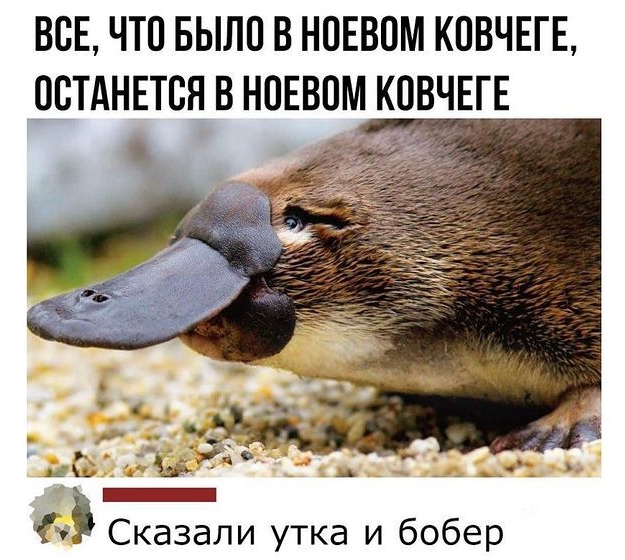 Утконос