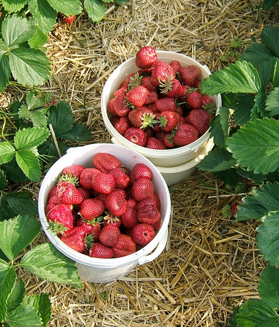 Поход за клубникой