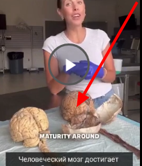 Человеческий мозг - интересные факты