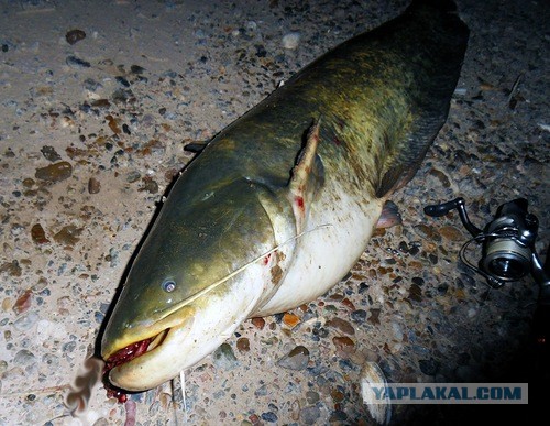 О рыбалке с творческим подходом