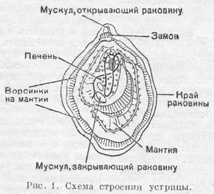 Ежики плакали, кололись, но продолжали жрать кактус