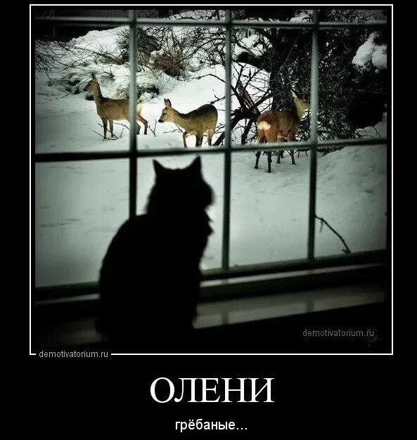 Мужчина покормил оленя... На следующий день он привел все стадо!