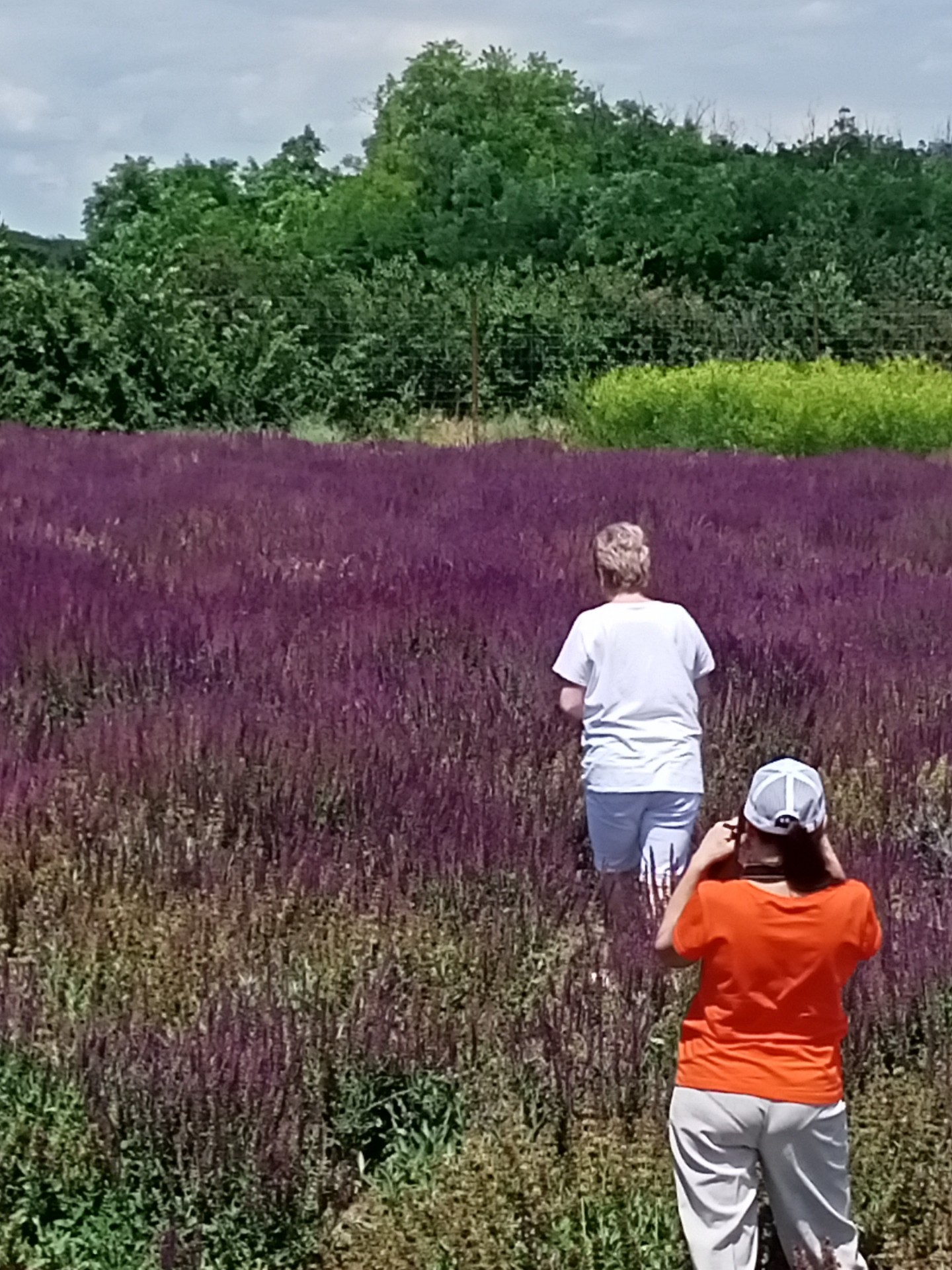 О тихом Доне позвольте замолвить
