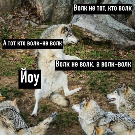 Волк, вцепившийся женщине в лицо, может поплатиться за это жизнью