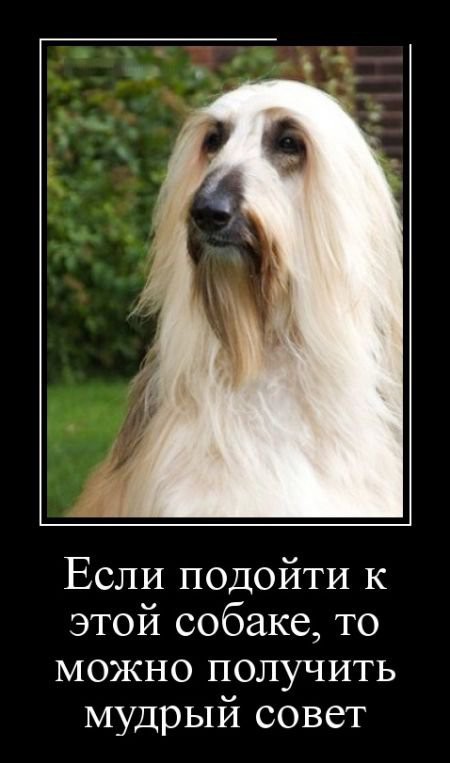 Эх вы