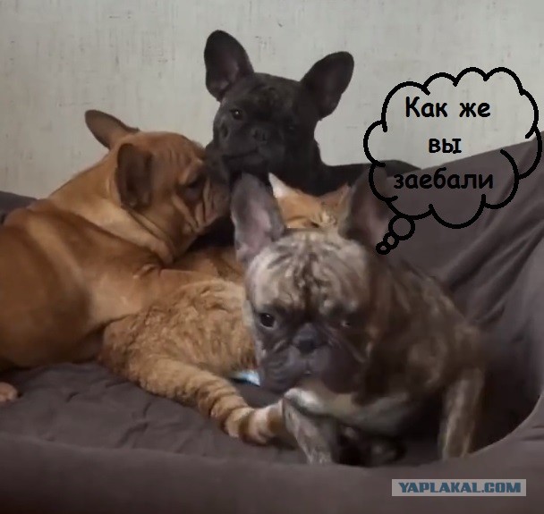 Когда кот магний принимает