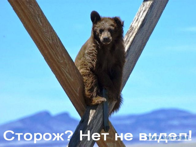 Уступи дорогу медведю