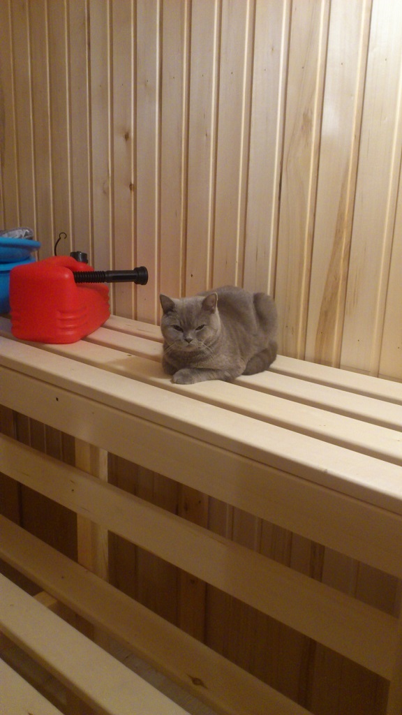 Котовторник 26.11.2013