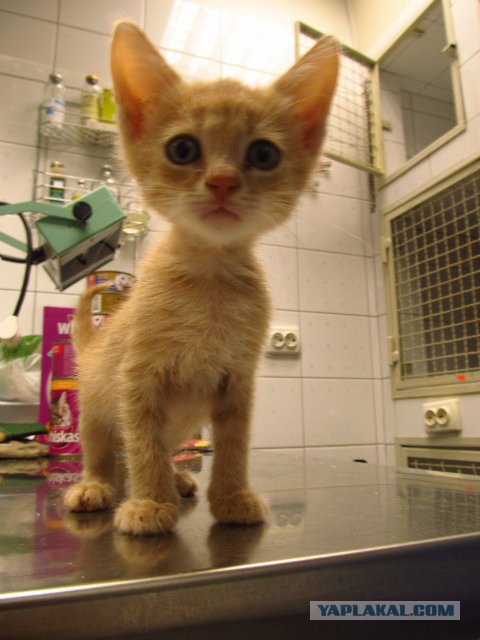 Котовторник 29.04.14.