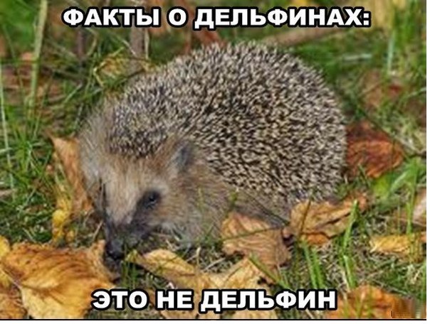 Смешные картинки