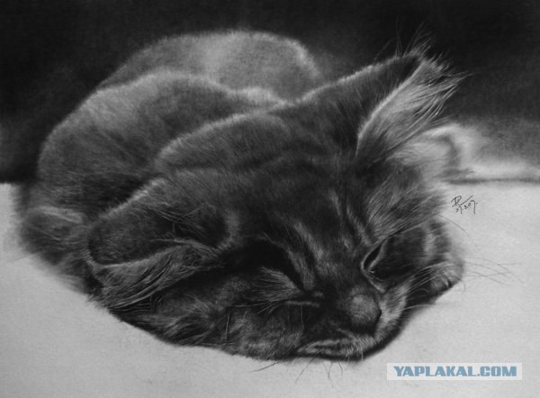 Рисованный котовторник