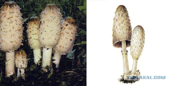 Вспомним лето! Вылазка за грибами.