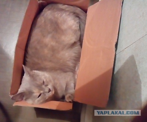 Котовторник