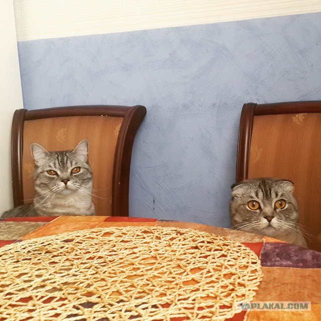 Вредный кот.