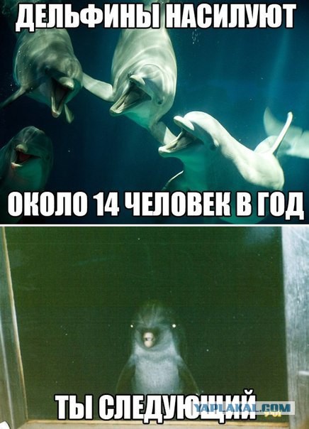 Дельфин развлекает народ на пляже