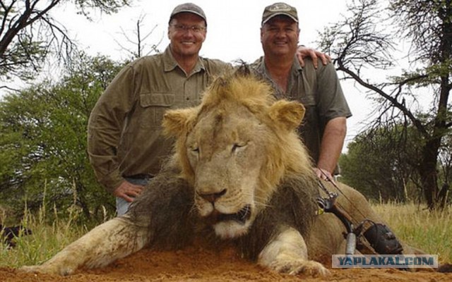 Дантист из США убил знаменитого льва Сесила