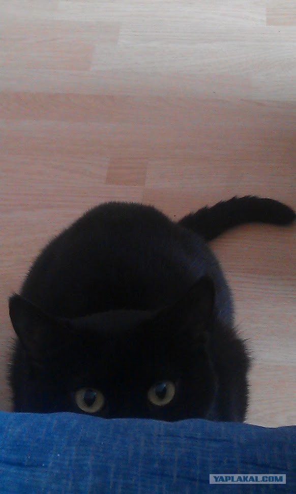 Котовторник 20.10.2015