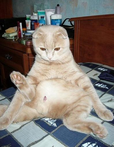 Коты, кошки, котята