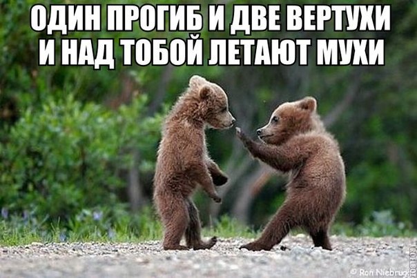 Божьи твари