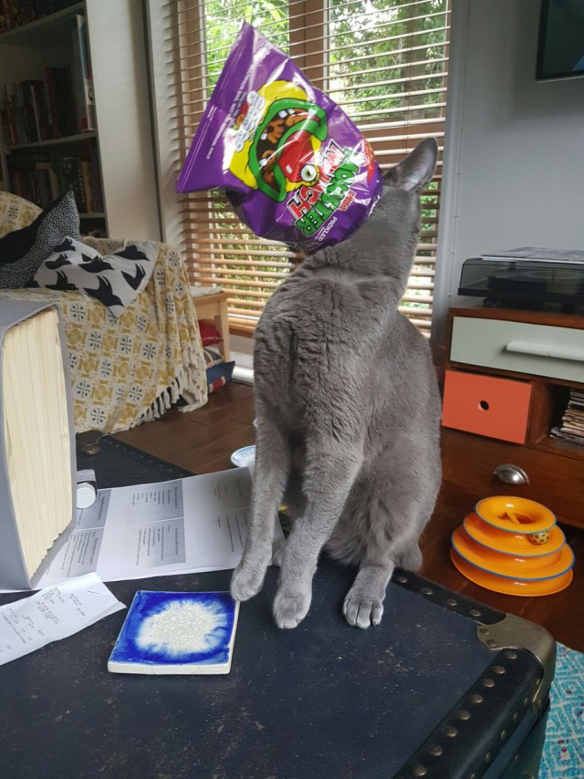 История про котёнка со счастливым концом